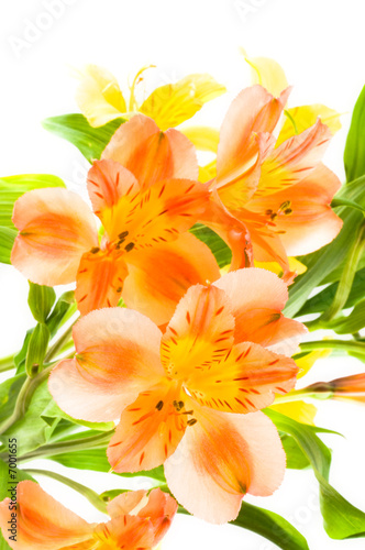 Alstroemeria