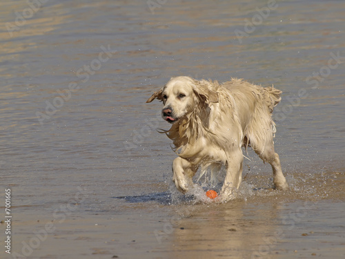 Perro jugando con pelota