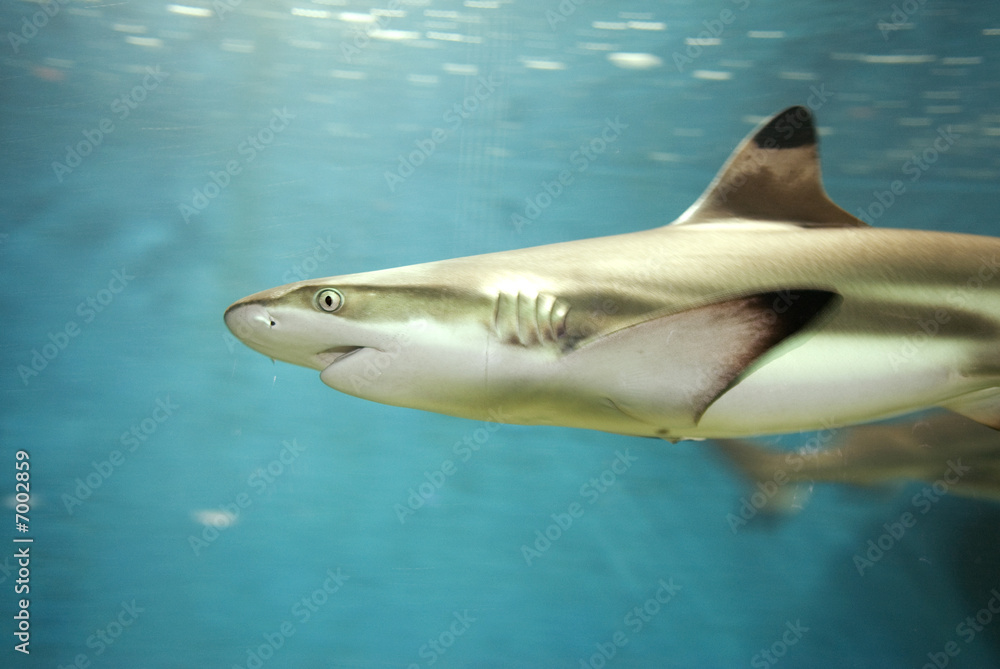 Fotografi requin