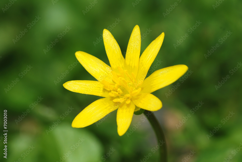 Gelbe Blume Gelbe Blume