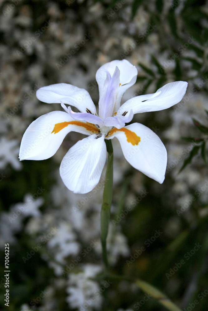 Fototapeta premium Garden Flowers