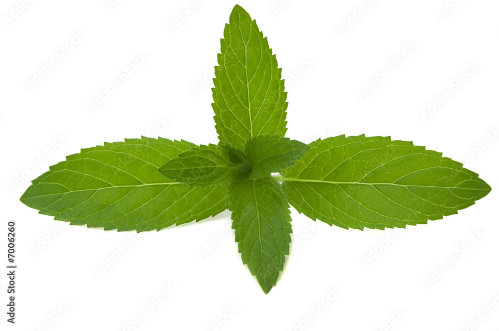 Mint Herb Mint Herb