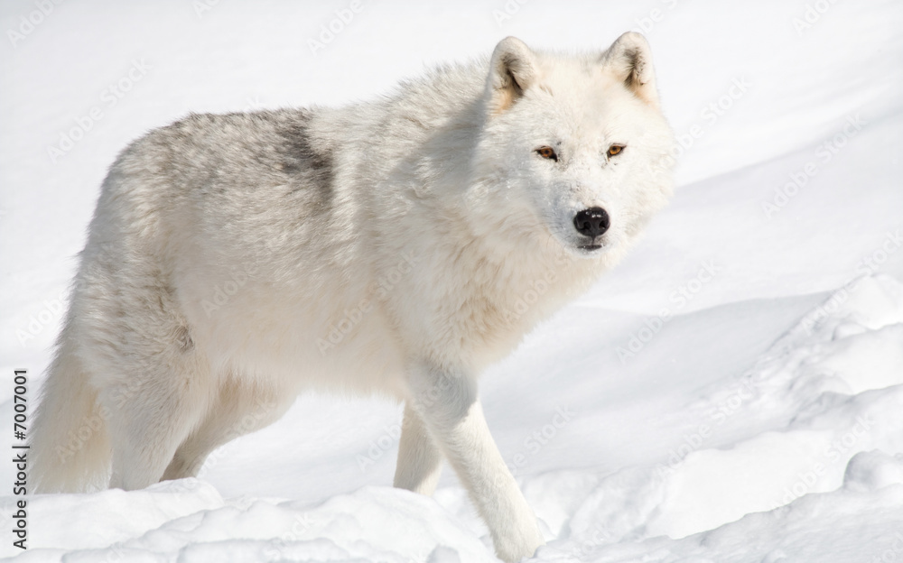 Naklejka premium Arctic Wolf in the Snow Looking at the Camera