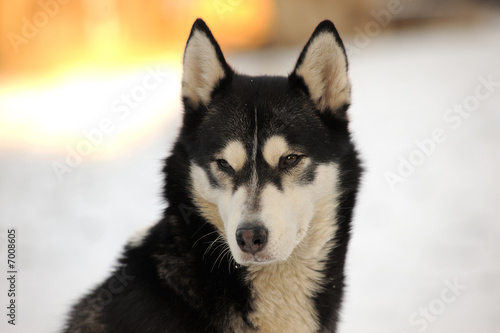 Beauty husky dog portrait