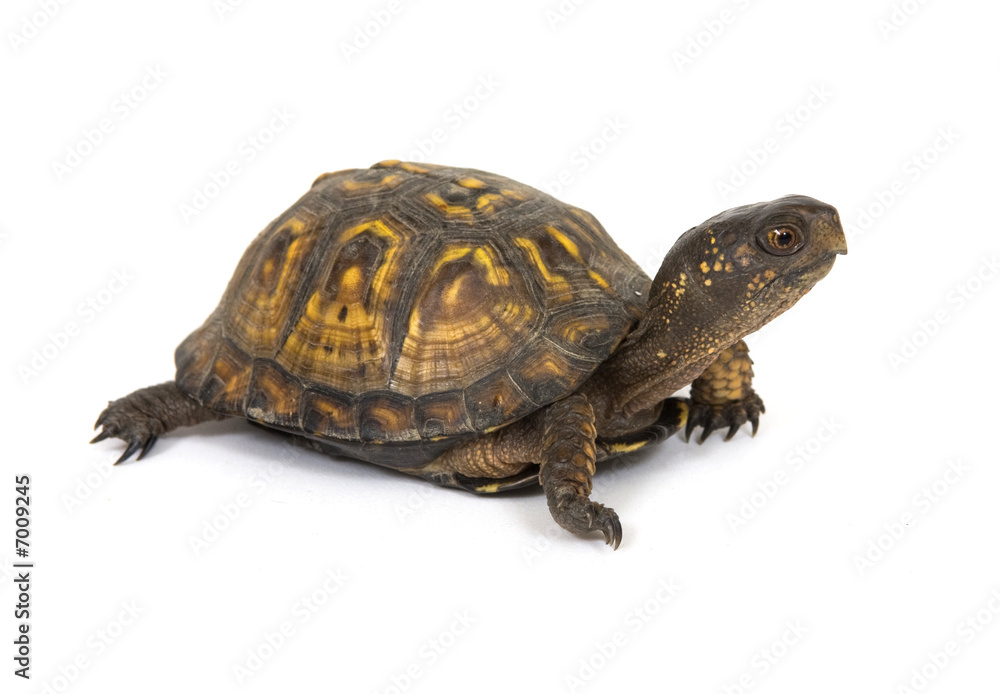 Fototapeta premium Box turtle on a white background