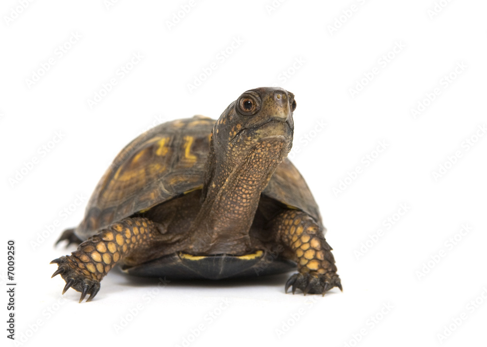 Obraz premium Box turtle on a white background