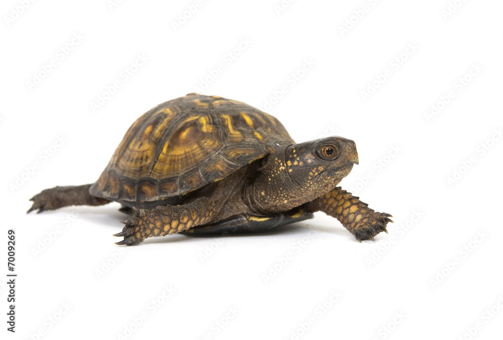 Obraz premium Box turtle on a white background