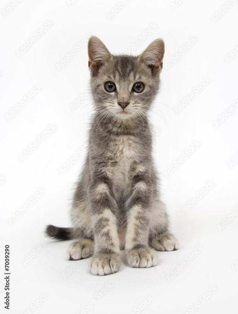 Gray kitten sitting on white background