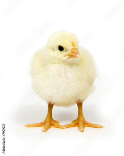 Chick on a white background