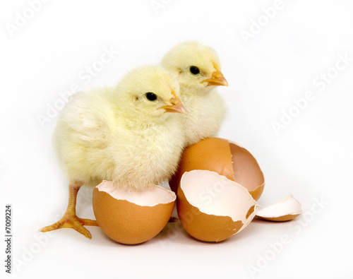 Fototapeta Baby chicks and brown eggs