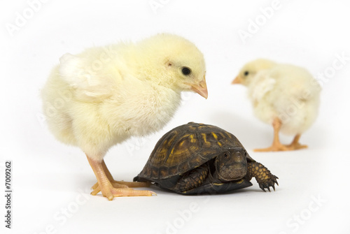 Unlikely pair - turtle and baby chicks photo