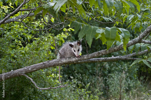 Opossum