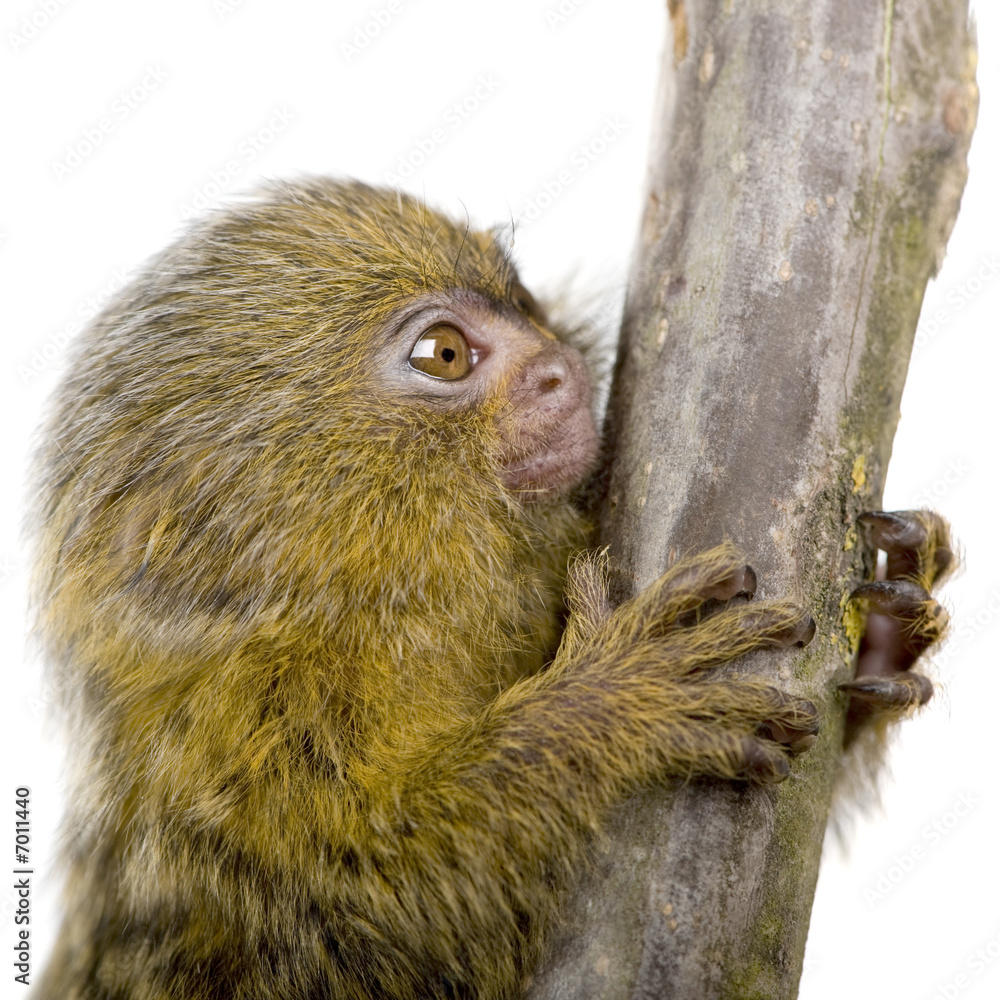 Obraz premium Pygmy Marmoset (5 weeks) - Callithrix (Cebuella) pygmaea