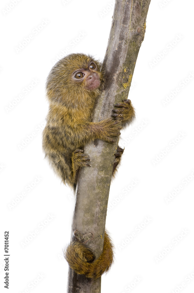 Obraz premium Pygmy Marmoset (5 weeks) - Callithrix (Cebuella) pygmaea