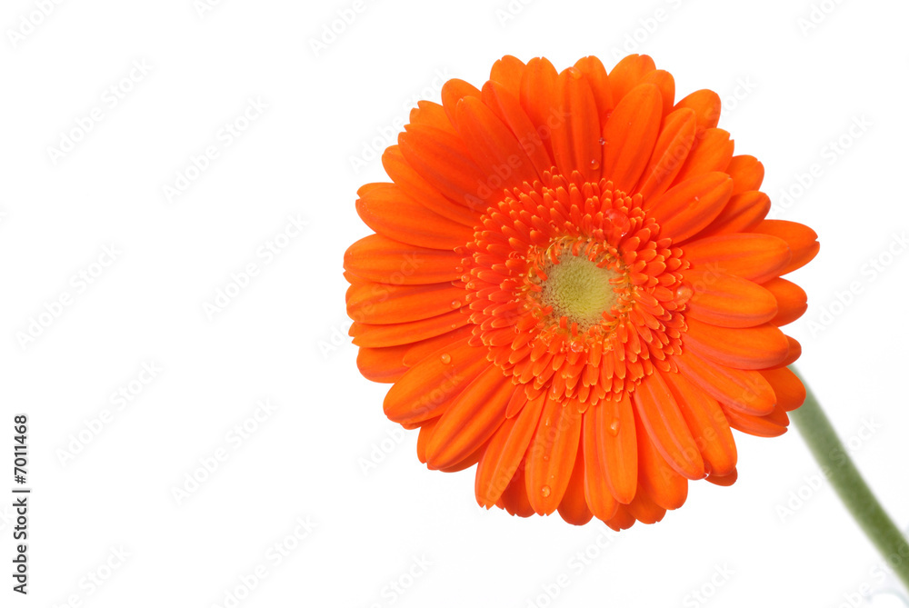 Gerber daisy flower isolated on white background Gerber daisy flower isolated on white background