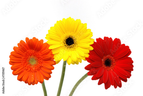 Gerber daisy flower isolated on white background