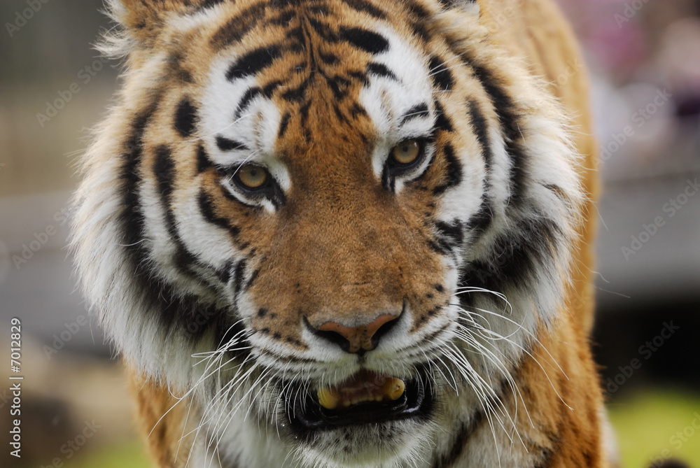 Obraz premium beautiful tiger