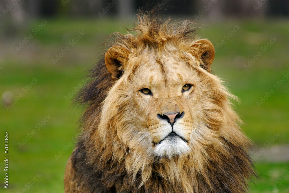 african male lion