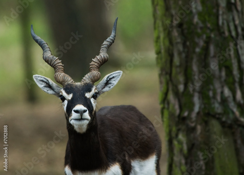 blackbuck antelope photo