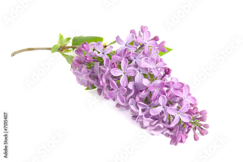 Fleur de lilas