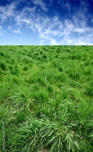 grass