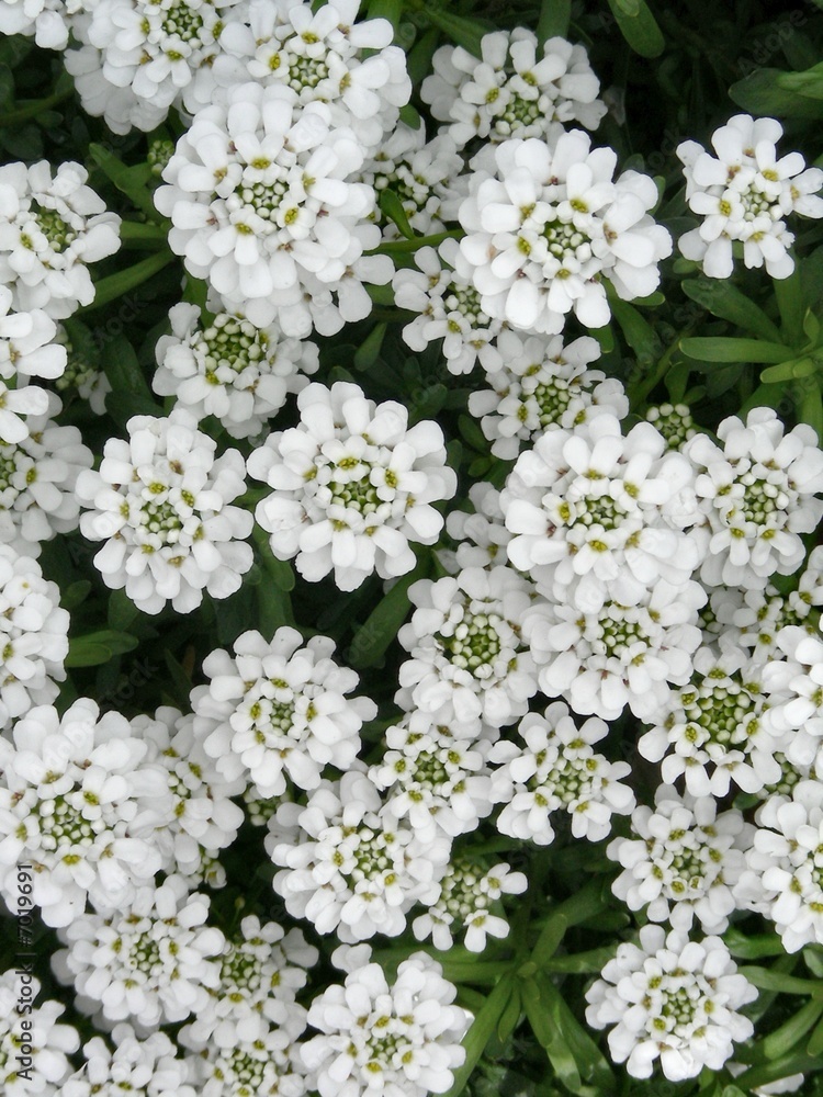 candytuft flowers candytuft flowers
