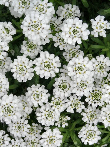 candytuft flowers