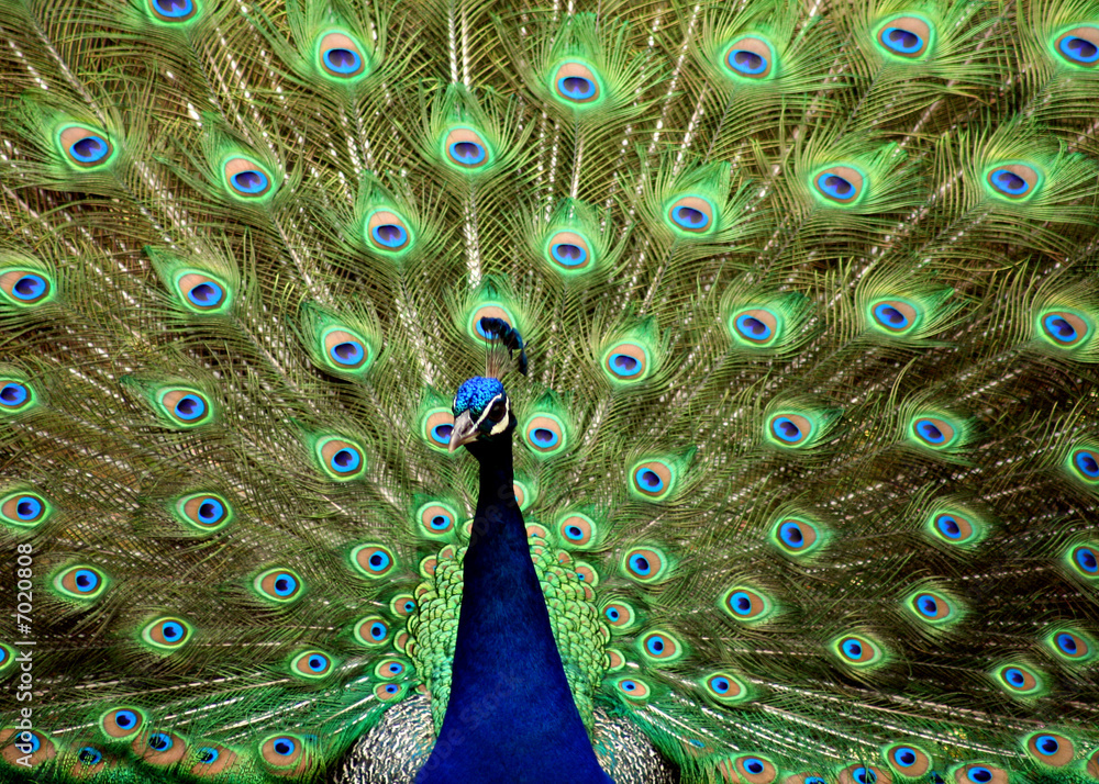 Obraz premium Peacock