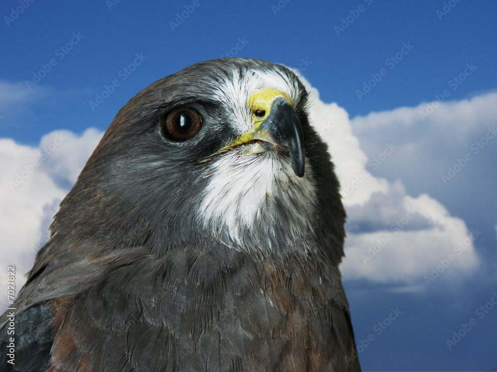 Hawk closeup on blue sky Hawk closeup on blue sky