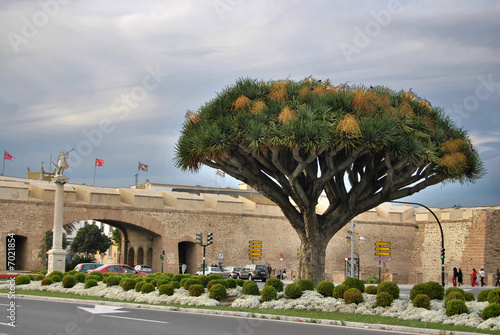Drago milenario, Cádiz