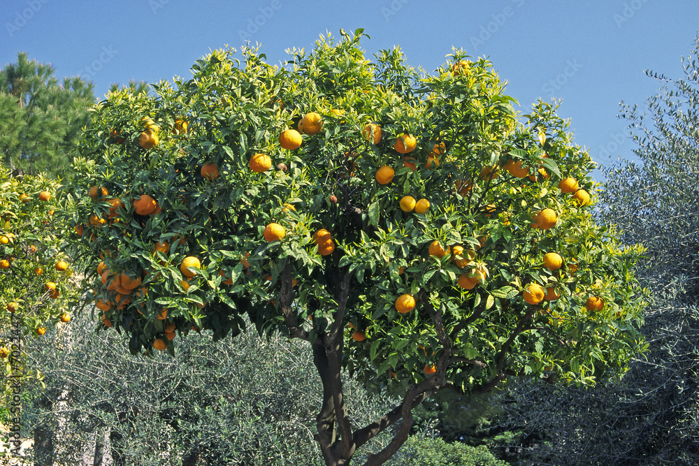 Orangenbaum bei Diano Castello Orangenbaum bei Diano Castello