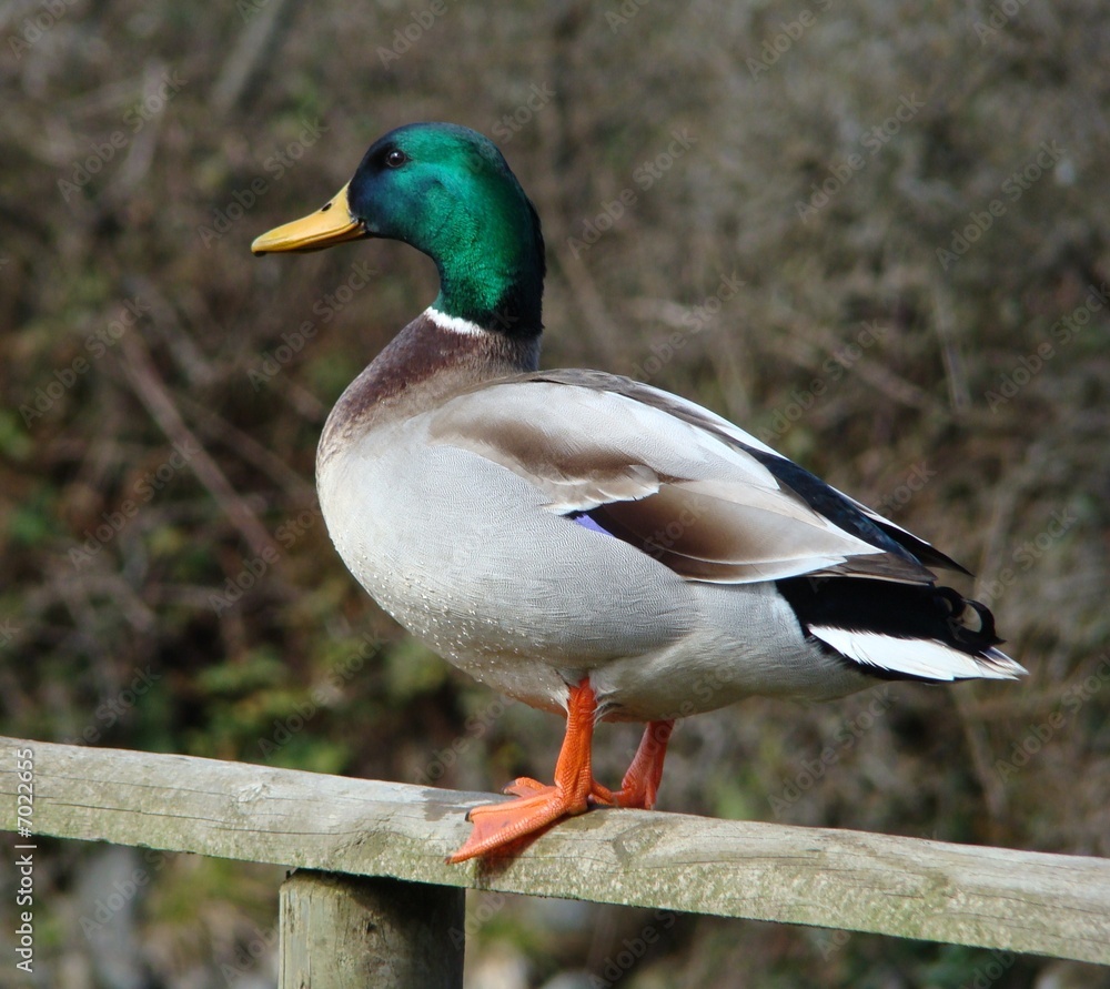 Fototapeta premium male mallard duck