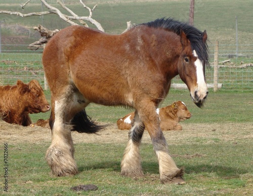 shire horse 2