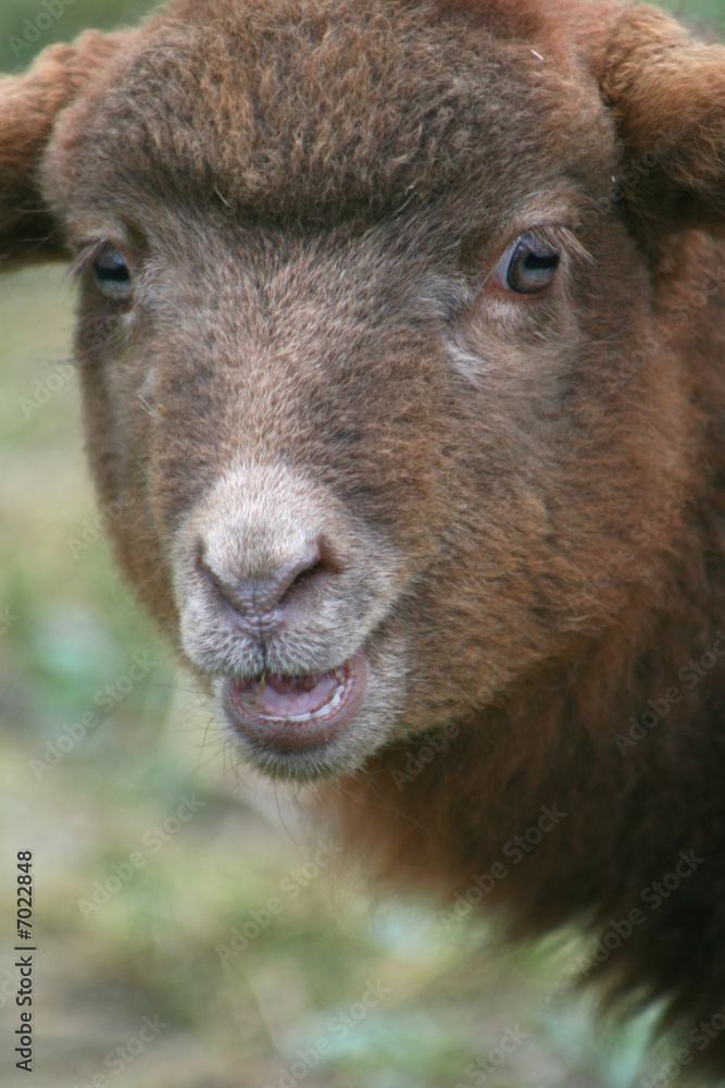 Fototapeta premium lamm portrait