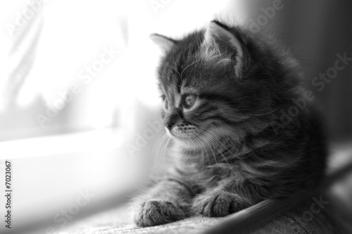 Emotional Kitten