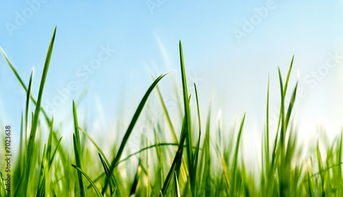 grass close to the ground view