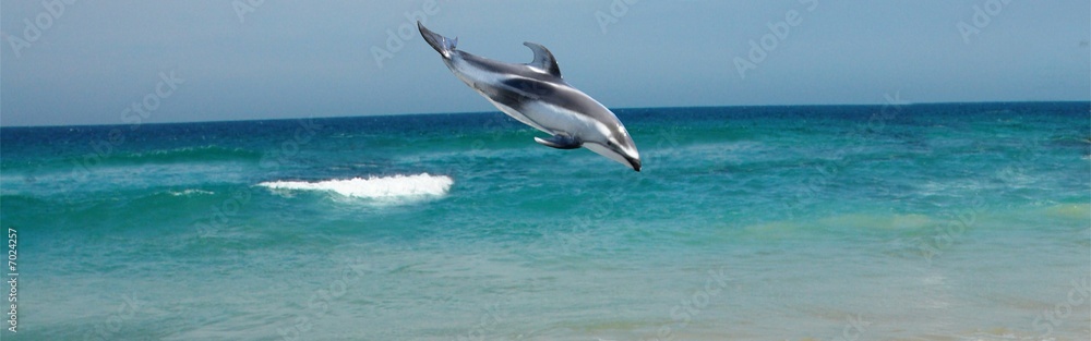 dolphin
