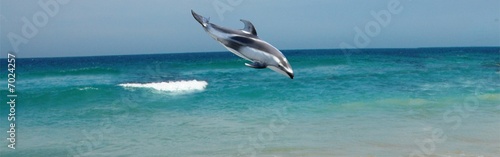 dolphin © Horticulture