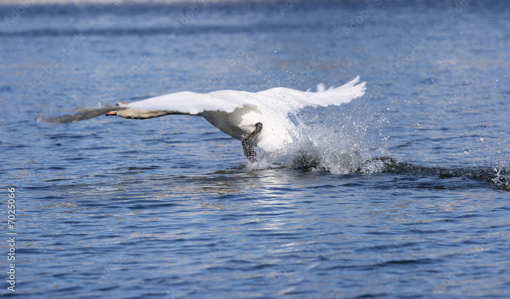 Fototapeta premium Swan