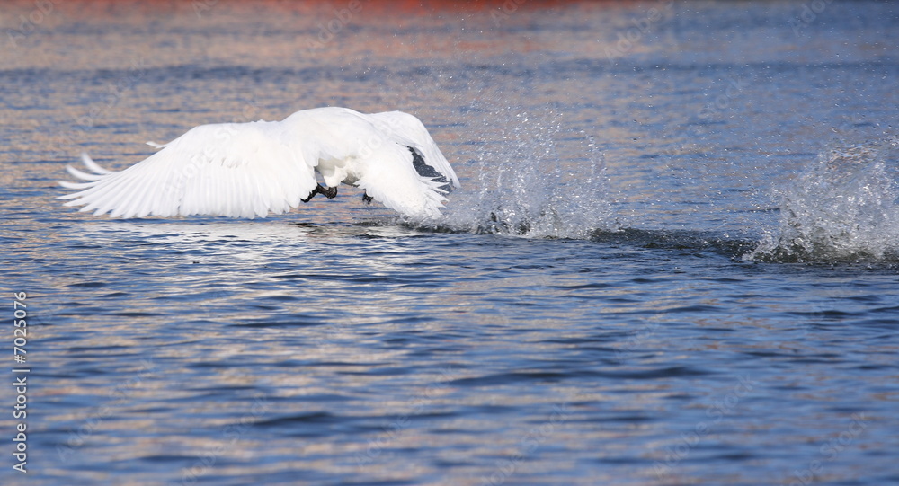 Obraz premium Swan