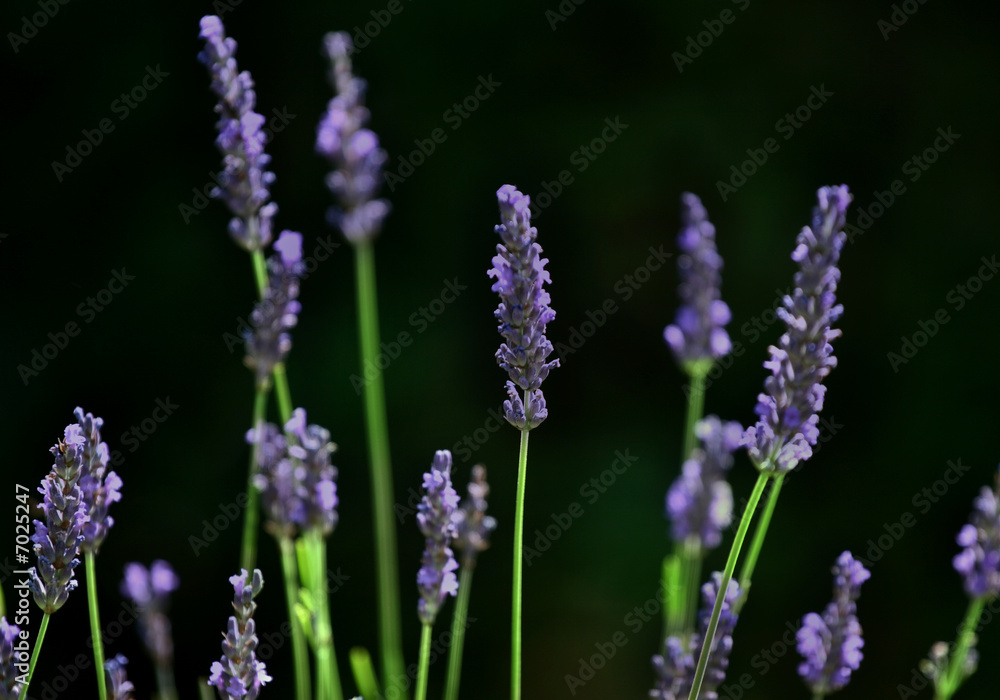 LAVANDER LAVANDER