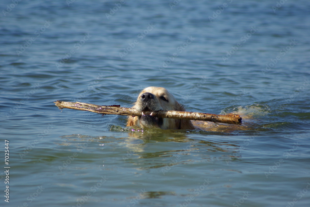 Fototapeta premium Holding the stick