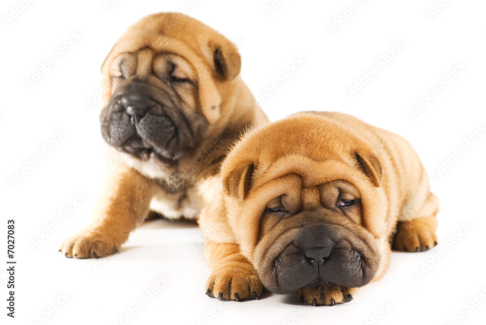 Two sharpei puppies