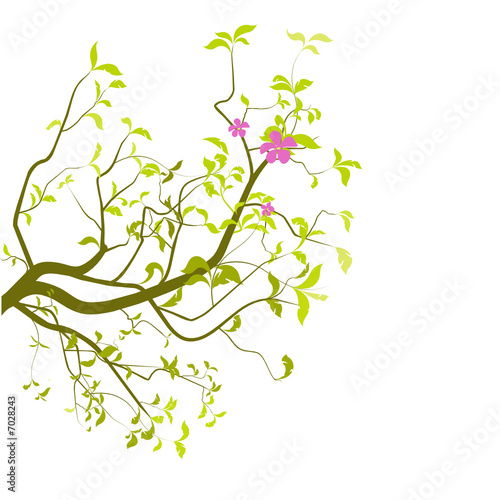vecteur série - branche d'arbre en été
