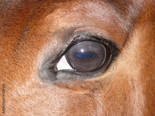 occhio di cavallo