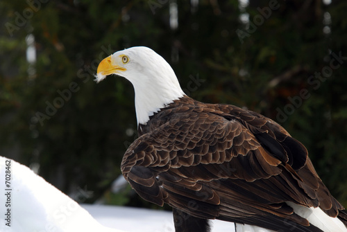 American Bald Eagle