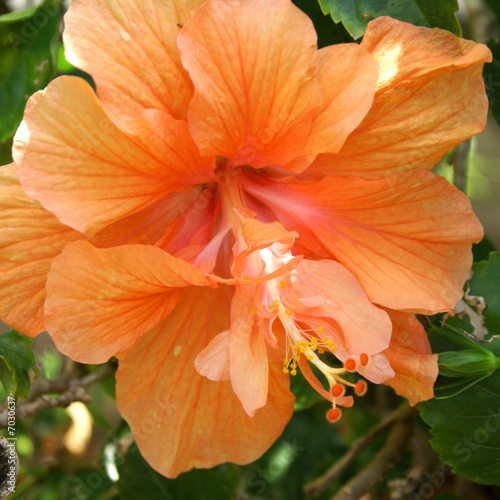 Double Peach Hibiscus