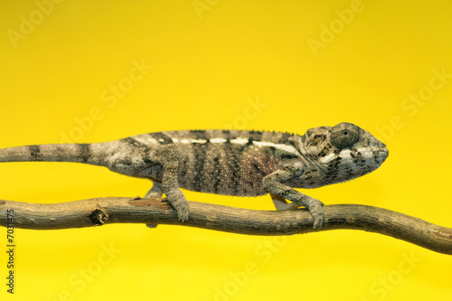 chameleon