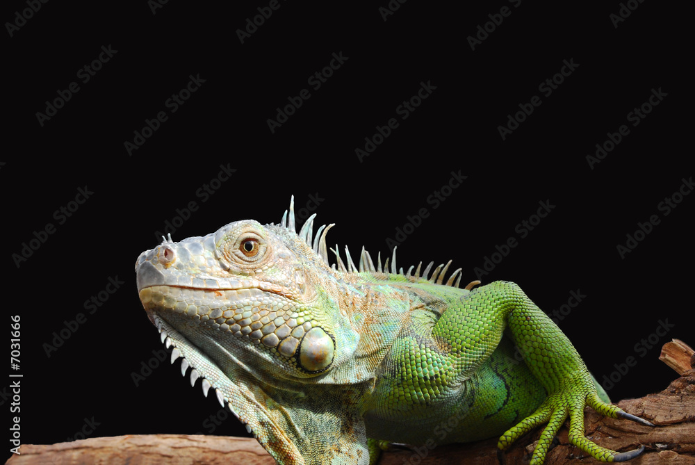 Fototapeta premium Iguan-the lizard from family of reptiles