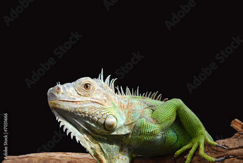 Iguan-the lizard from family of reptiles